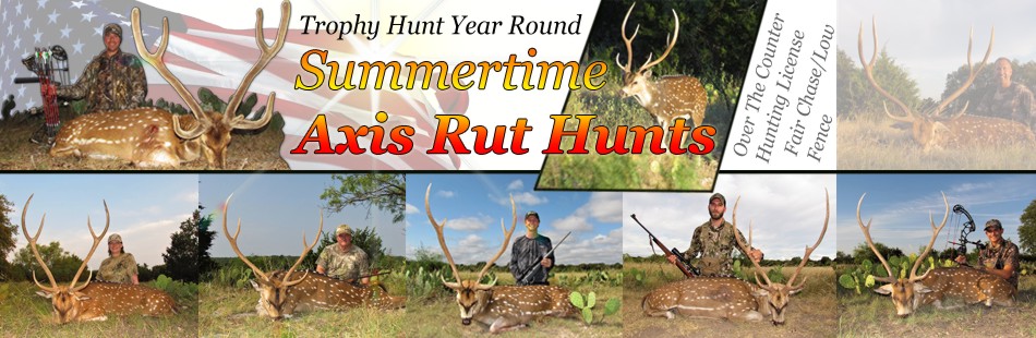 Texas trophy axis deer hunting trips